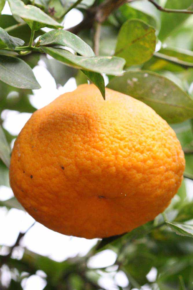            Fruit (Riverside, CA)   